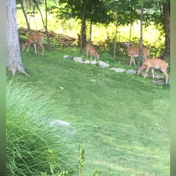 Meet your Posher, Cathy - Picture 4 of 7